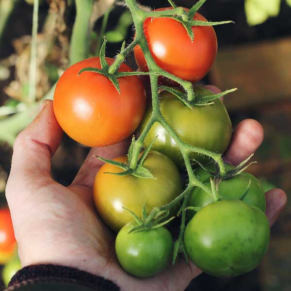 トマトを収穫しようとしている画像